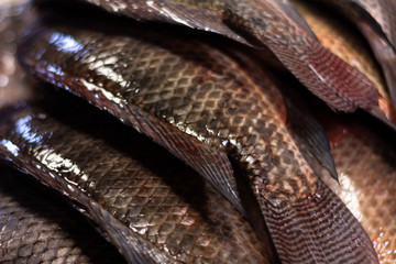 Fresh fish in the market. Approach of scales and skin of fish from the sea. Proteins from the sea.