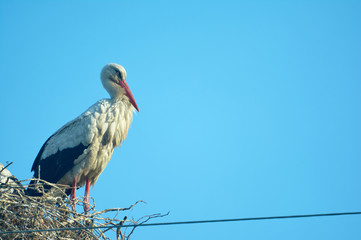 Stork in the nest. Blue sky. June in Ukraine