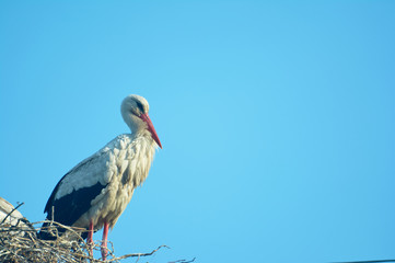 Stork in the nest. Blue sky. June in Ukraine