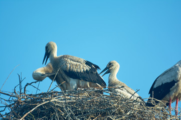 Stork with chicks in the nest. Blue sky. June in Ukraine