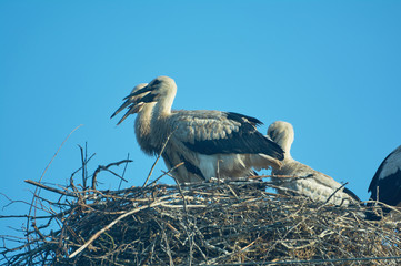 Stork with chicks in the nest. Blue sky. June in Ukraine