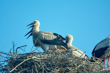 Stork with chicks in the nest. Blue sky. June in Ukraine