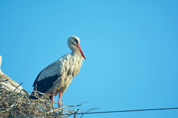 Stork in the nest. Blue sky. June in Ukraine