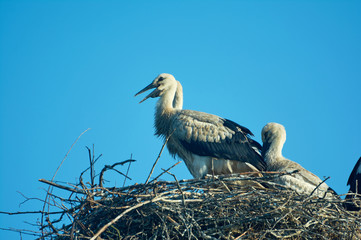 Stork with chicks in the nest. Blue sky. June in Ukraine