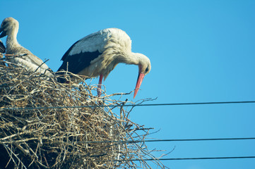 Stork with chicks in the nest. Blue sky. June in Ukraine