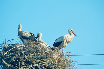 Stork with chicks in the nest. Blue sky. June in Ukraine