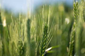 Wheat in the field