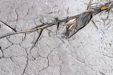 Global warming concept. Withered corn field detail after warm summer. Detail od cracked soil ground.