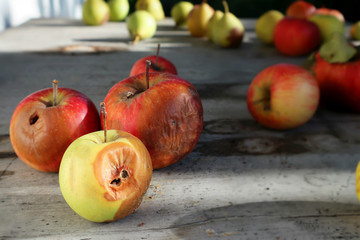 Naklejka na ściany i meble Rotten apples on a log table with