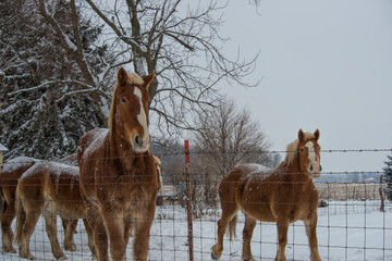 Work Horses in Winter