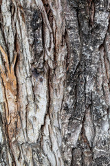 Closeup Embossed Tree Bark Texture Background