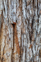 Closeup Embossed Brownish Tree Bark Texture Background