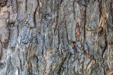 Closeup Embossed Tree Bark Texture Background