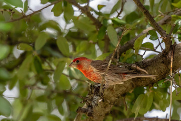 house finch on a branch