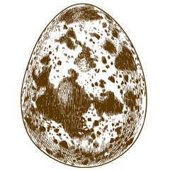 engraving illustration of quail egg
