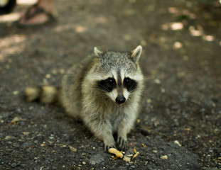 raccoon in forest