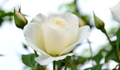 Wei&szlig;e Rose - Rosenbusch - Rosen vor unscharfen Hintergrund