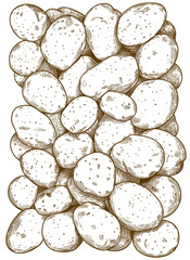 engraving illustration of potatoes pattern
