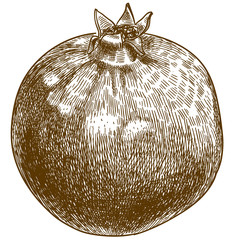 engraving illustration of pomegranate