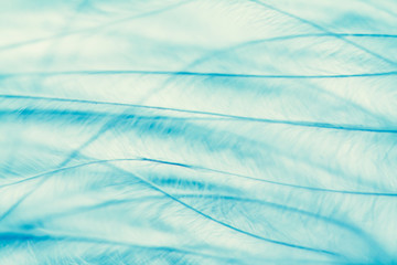 plumage background