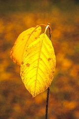 Obraz premium autumn leaves