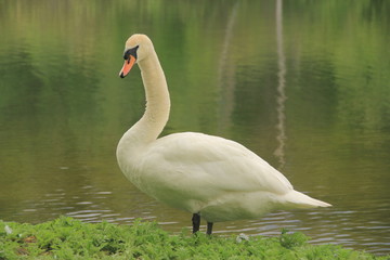 swan on lake