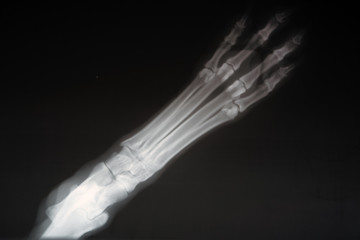Radiography of a dog paw. Real x ray image of an injured dog paw .