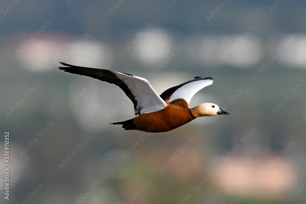 Poster fliegende Rostgans (Tadorna ferruginea) - Ruddy shelduck