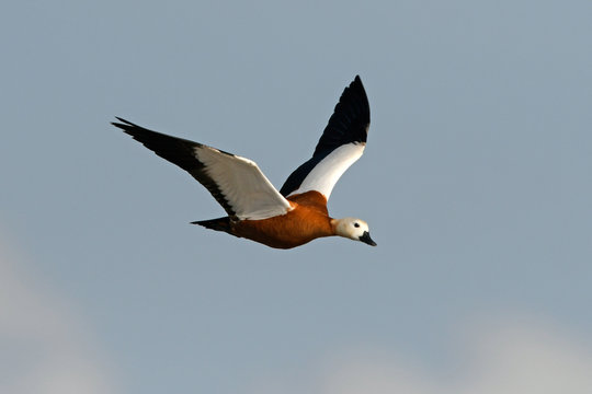 fliegende Rostgans (Tadorna ferruginea) - Ruddy shelduck