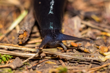 Black slug (Limax cinereoniger) crawling in the woods, macro