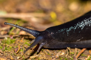 Black slug (Limax cinereoniger) crawling in the woods, macro