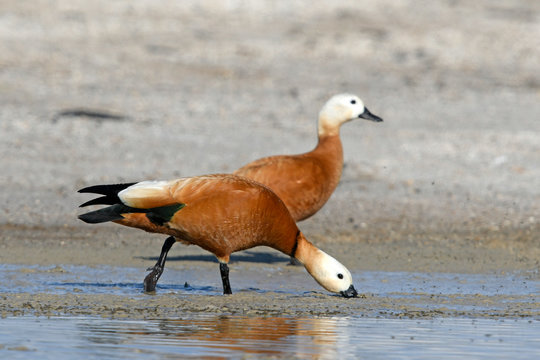 Rostgans (Tadorna ferruginea) - Ruddy shelduck