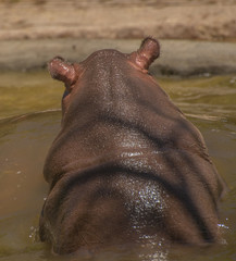 adorable baby hippo in the water