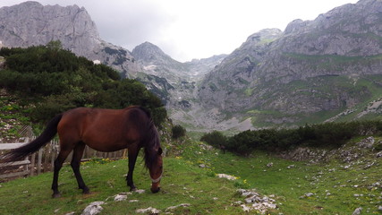 Horse in Durmitor NP, Montenegro