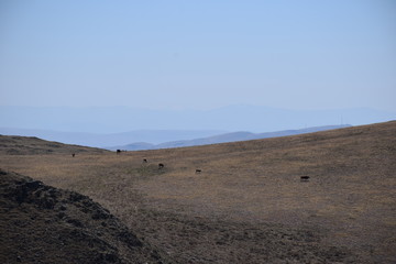 Near the Uybat river.Khakassia.