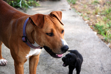 a young american female pit bull terrier dog lovingly takes care of another dog's litter by acting as an aunt