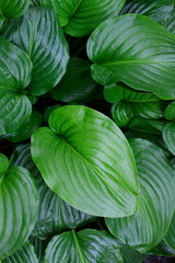 Fototapeta premium Beautiful tropical Hosta leaves background. Ornamental Hosta plant for landscaping park and garden design. Botanical texture macro, top view