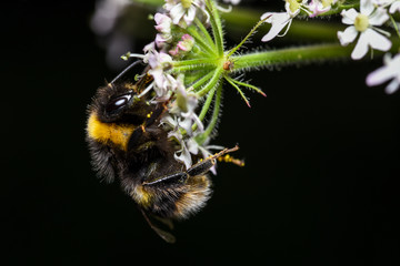 bumblebee