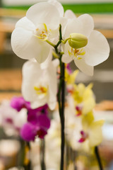 Beautiful white, yellow and pink  orchids bloom