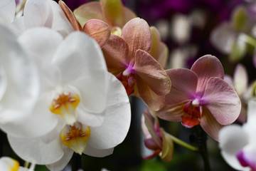 Fototapeta na wymiar White and cream orchids on bokeh blurred background