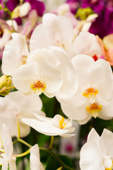 Fototapeta na wymiar White beautiful orchids with many flowers in the greenhouse
