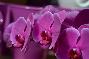 Beautiful dark pink orchids on the background of the same color of pots