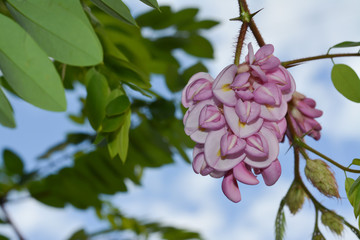  Beautiful pink acacia blooms on a tree against a blue sky