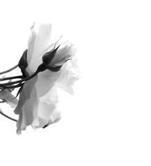 Weiße Rose isoliert in Schwarz Weiß - Trauer - Melancholie