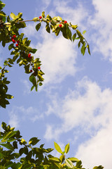  A branch of  cherry against the blue sky