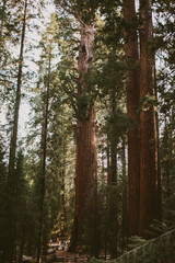 giant sequoia trees