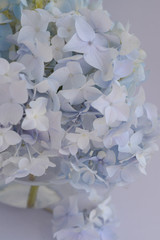 Delicate light purple flowers of hydrangea in a round transparent glass vase on a light purple background. Romantic gentle image