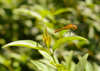 Yellow dragonfly spread its wings on a green leaf of a bush in the summer
