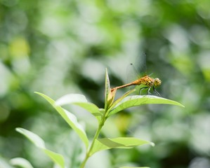  Yellow dragonfly on a branch in the summer