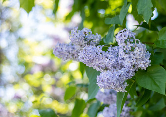 Purple lilac blooming in spring 